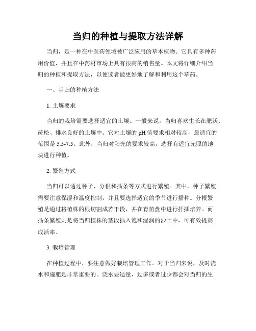 当归的种植与提取方法详解