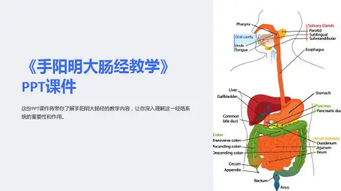 《手阳明大肠经教学》课件