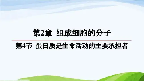 第二章第4节蛋白质是生命活动的主要承担者高中生物必修一人教版