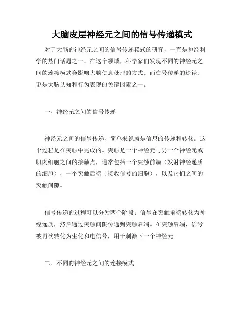 大脑皮层神经元之间的信号传递模式