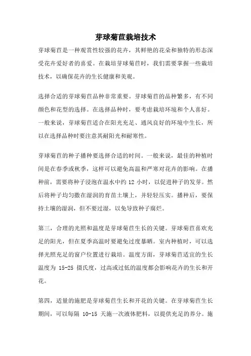 芽球菊苣栽培技术
