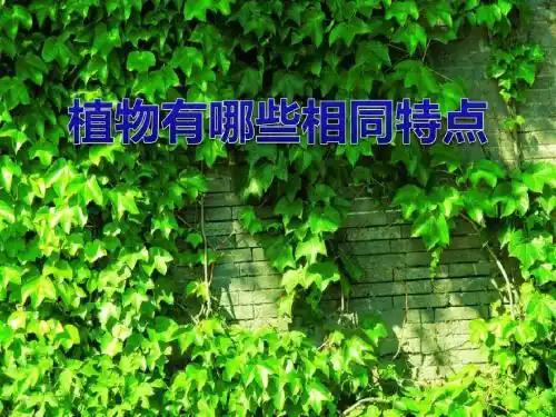 教科版小学科学三年级上册第一单元《植物有哪些相同特点》课件