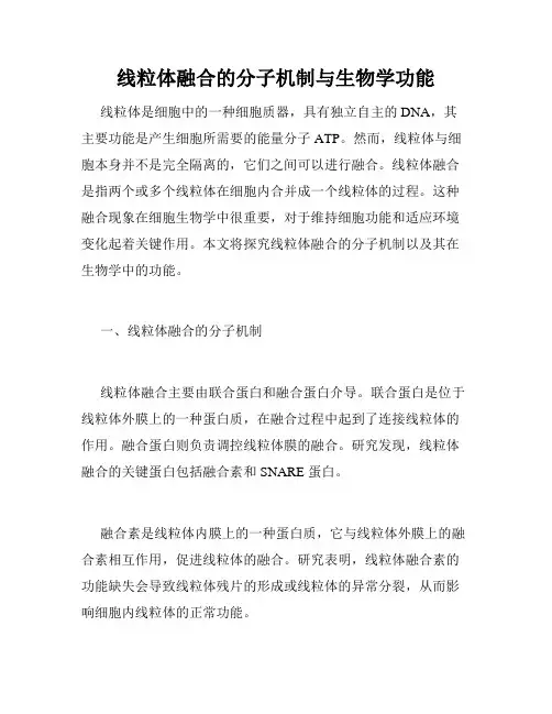 线粒体融合的分子机制与生物学功能