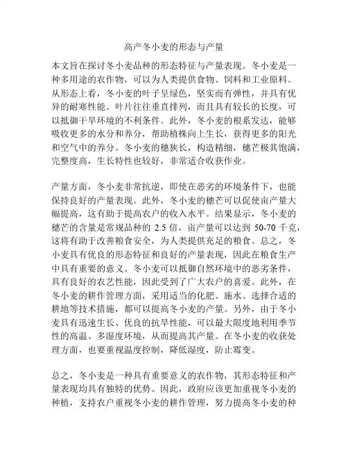 高产冬小麦的形态与产量