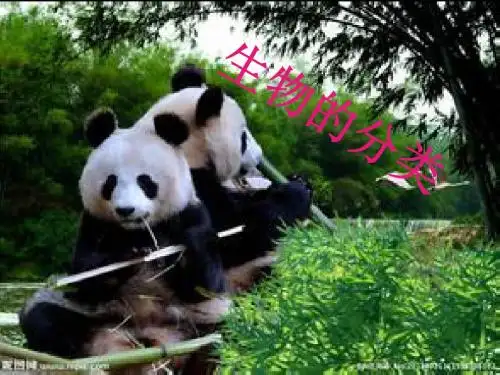 生物的分类