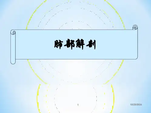 肺部解剖PPT课件