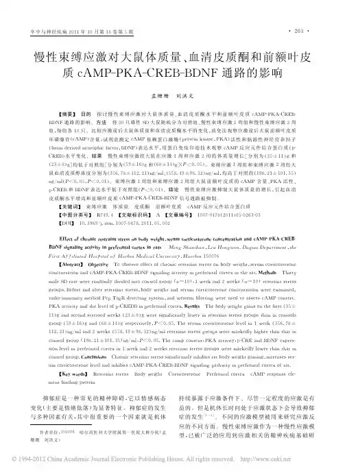 慢性束缚应激对大鼠体质量_血清皮质酮和前额_省略_MP_PKA_CREB_BDN