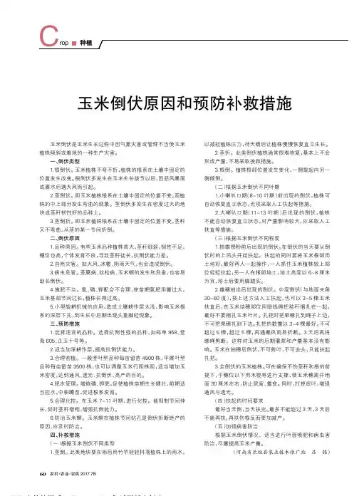 玉米倒伏原因和预防补救措施