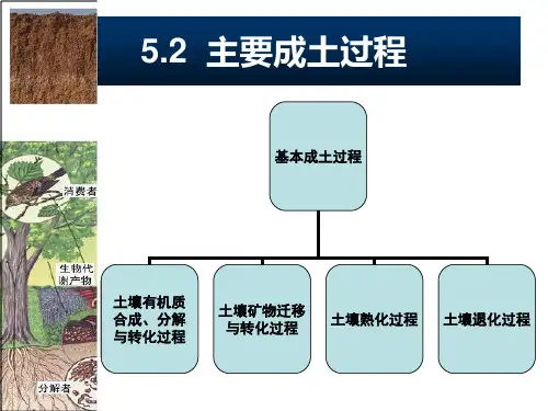 主要成土过程