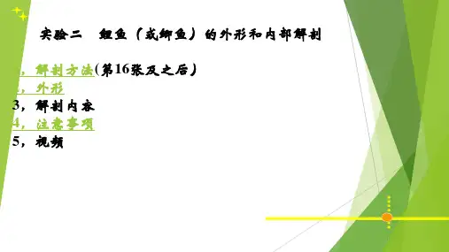 鲤鱼解剖实验PPT