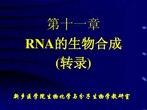 第十一章  转录