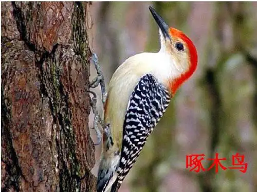 人教版三年级语文下册_5《翠鸟》课件