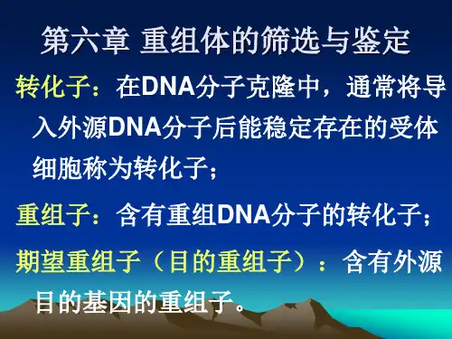 重组体的筛选与鉴定