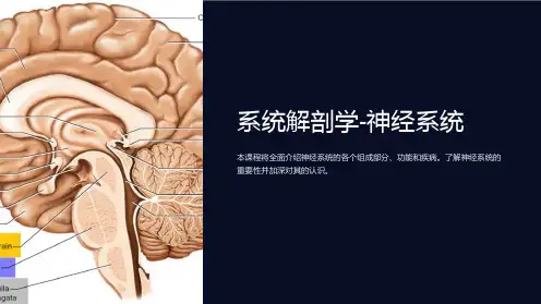 系统解剖学-神经系统-(beida医学部课件)