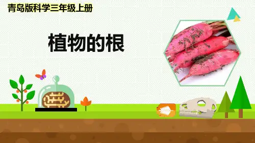 最新青岛版科学三年级上册《植物的根》优质课件