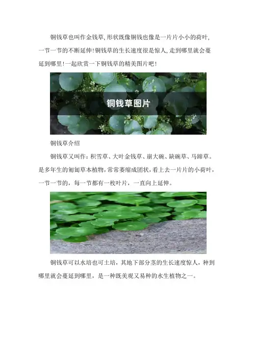 铜钱草图片