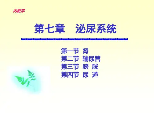 6泌尿系生殖系统《人体解剖学》《正常人体结构》课件