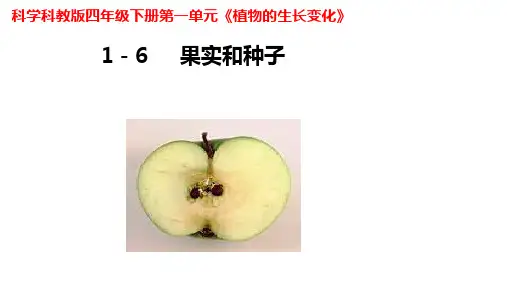 果实和种子(课件)科学四年级下册