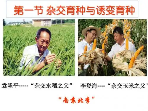杂交育种与诱变育种