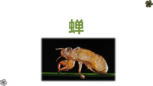 新人教部编版语文八年级上册《蝉》ppt教学课件