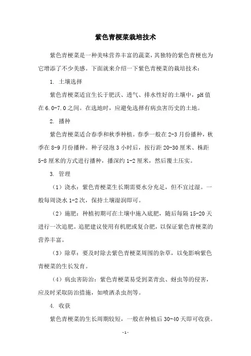 紫色青梗菜栽培技术