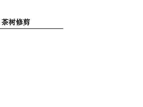 茶树修剪