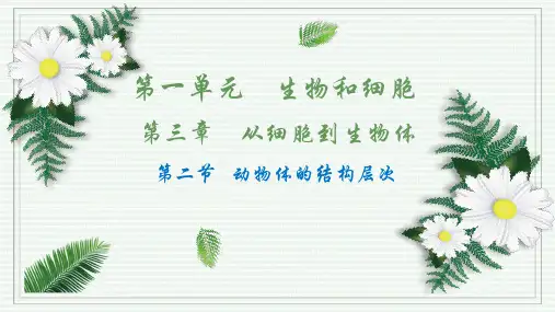 1.3.2 动物体的结构层次(课件)七年级生物上学期(2024人教版)