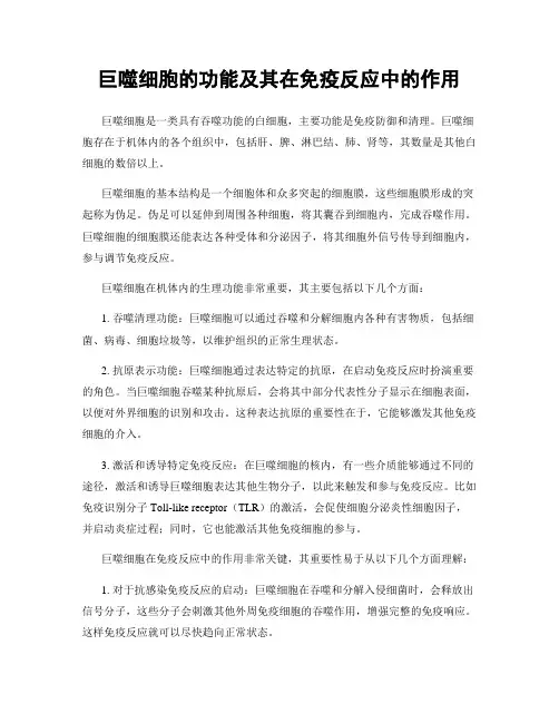 巨噬细胞的功能及其在免疫反应中的作用