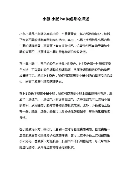 小鼠 小肠he染色形态描述