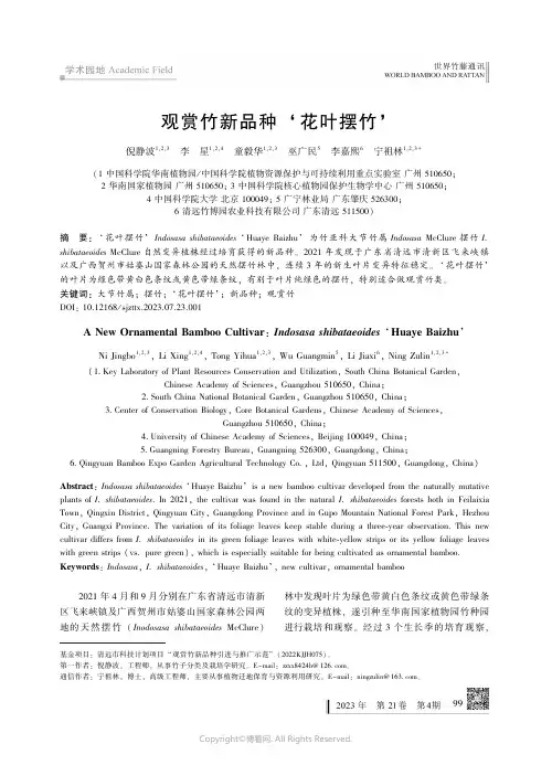 观赏竹新品种‘花叶摆竹’