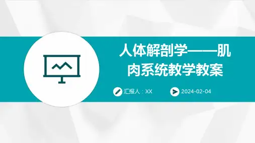人体解剖学——肌肉系统教学教案
