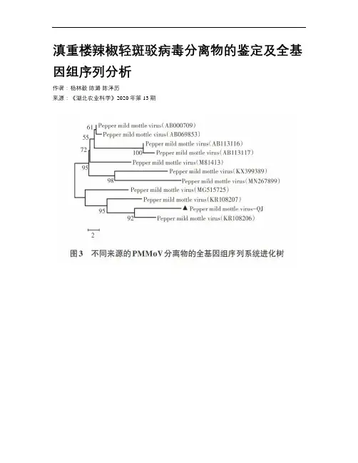 滇重楼辣椒轻斑驳病毒分离物的鉴定及全基因组序列分析