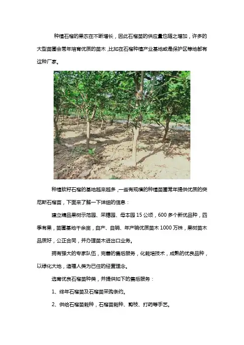 突尼斯软籽石榴苗哪里有