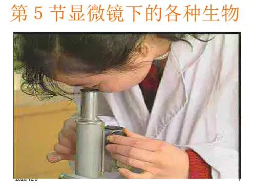 湘教版科学 显微镜下的各种生物精品PPT教学课件