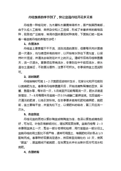 丹桂飘香的季节到了，快让盆栽丹桂开花多又香