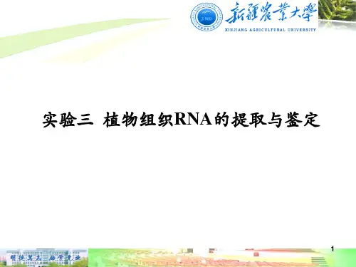 实验三 植物组织RNA的提取与分析