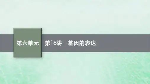 适用于老高考旧教材2024版高考生物一轮总复习第六单元遗传的分子基础第18讲基因的表达课件新人教版