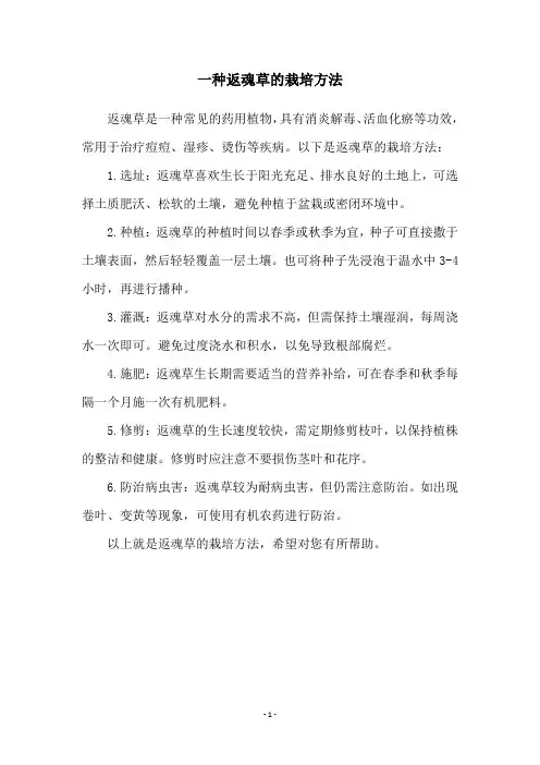 一种返魂草的栽培方法