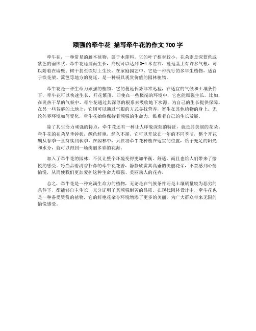 顽强的牵牛花 描写牵牛花的作文700字
