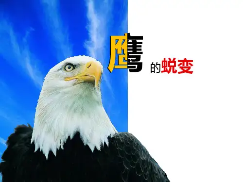 励志经典鹰之重生 鹰之脱变