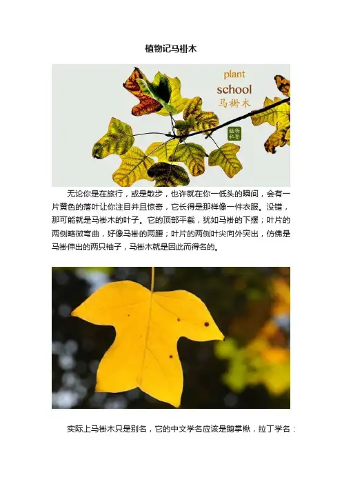 植物记马褂木