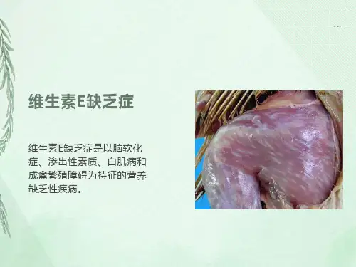 精品课程《禽病学》04维生素E缺乏症