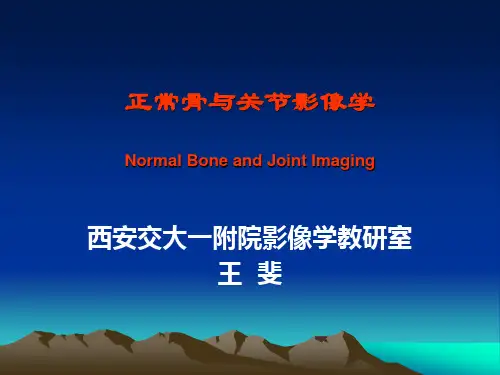 正常骨与关节