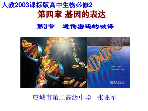 人教版高中生物必修二第四章第3节《遗传密码的破译(选学)》优秀课件(21张)