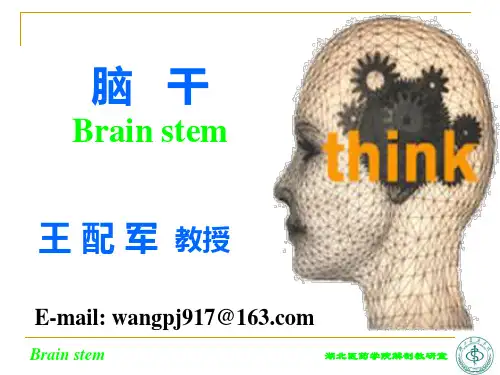 系统解剖学脑干