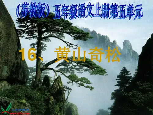 苏教版国标本五年级语文上册《黄山奇松》教学演示精品PPT课件