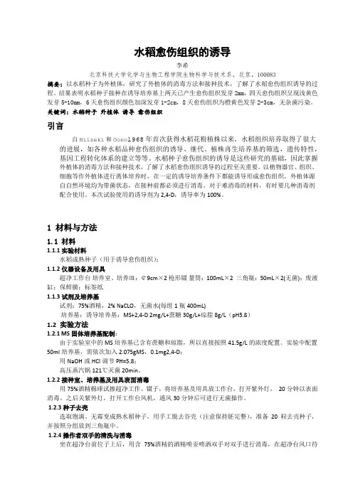 水稻愈伤组织培养