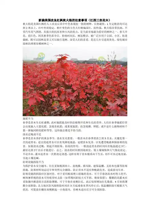 新栽美国改良红枫秋火焰的注意事项(江西三农花木)