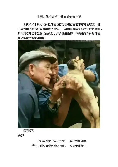 中国古代相犬术，教你如何选土狗