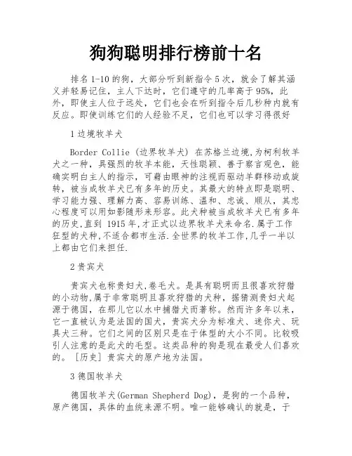 狗狗聪明排行榜前十名